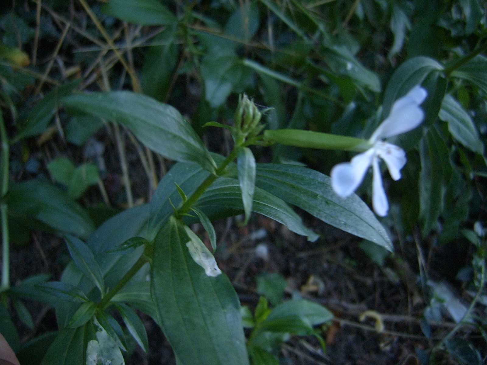 Silene - no, Saponaria officinalis